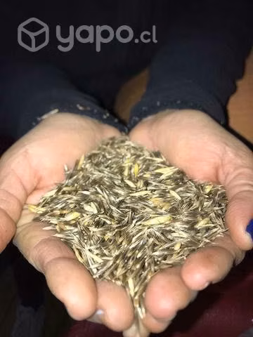 Avena Strigrosa