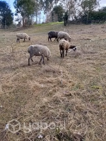Lote consta de 4 obejas y un cordero