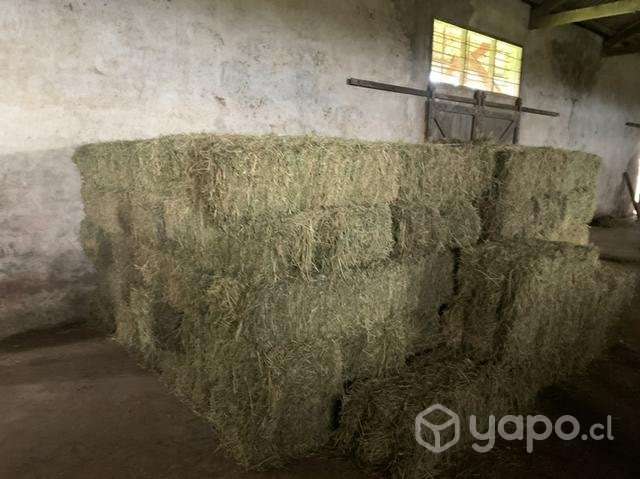 Fardos de alfalfa - Imagen 2