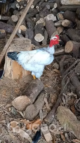 Gallito mezcla brahma - cogote pelado