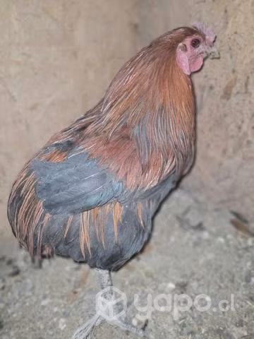 Coyoncos V