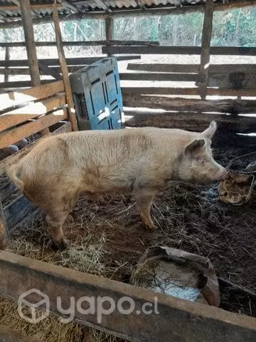 Barraco para productor