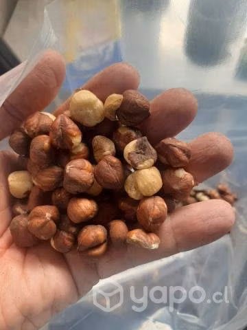 Avellanas Europea tostada