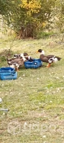 cazal de patos