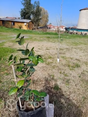Planta de boldo