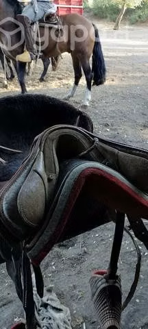 Montura 15/2
