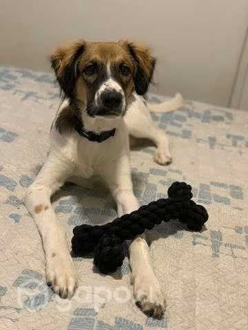 Cachorro en adopción