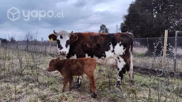 Vaca - Imagen 2
