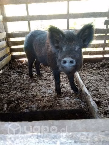 Chancho jabalí