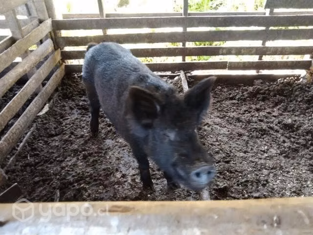 Chancho jabalí - Imagen 2