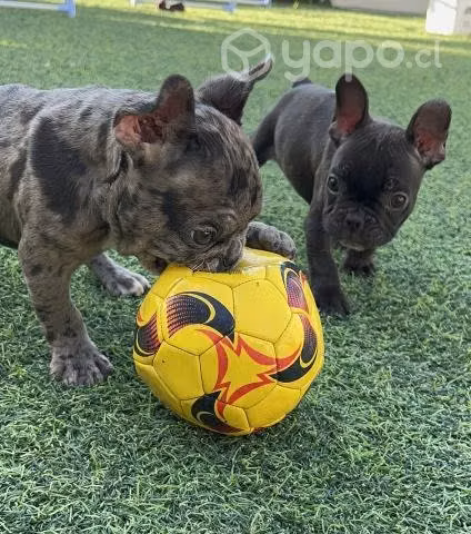 Bulldog fránces merle exótico, pedigree, chip