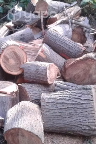 Tala y poda de arboles