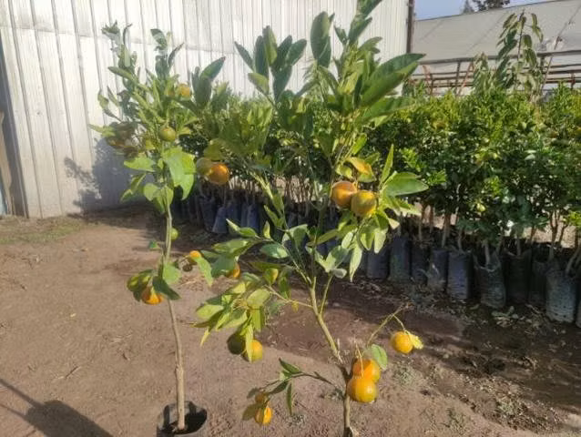 Árboles frutales