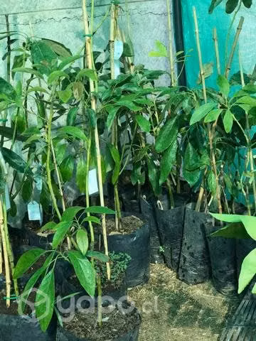 Árboles frutales