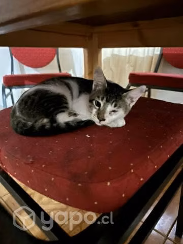 Adopción de gatitos - Imagen 4