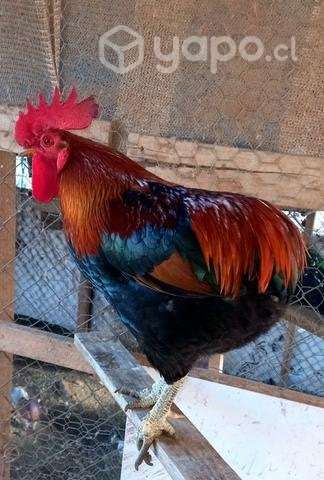 Gallo collonco - Imagen 2