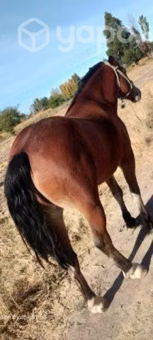 Caballo