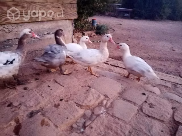 Aves de corral