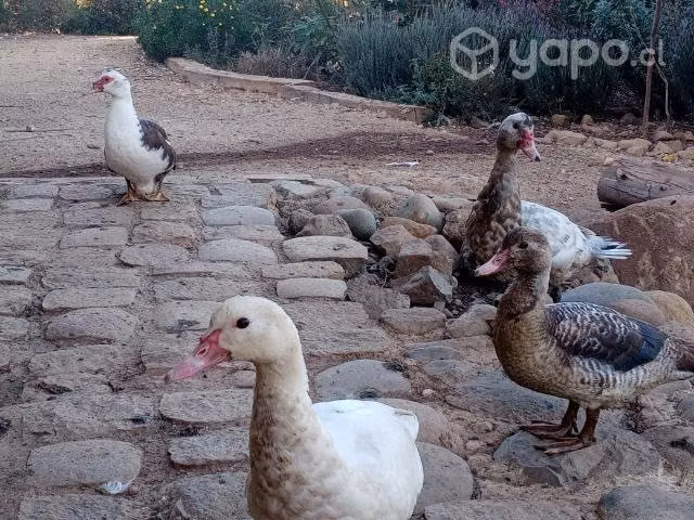 Aves de corral