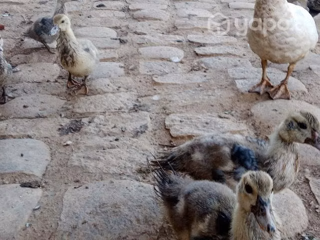 Aves de corral