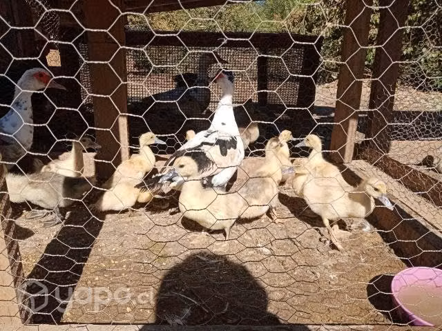 Aves de corral