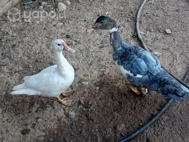 Aves de corral