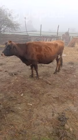 Vacas y vaquilla jersei - Imagen 2
