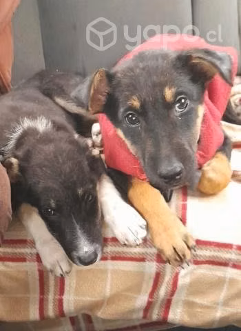 Cachorros en adopción