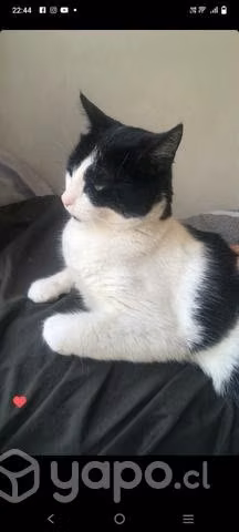 Doy en adopción a gatita