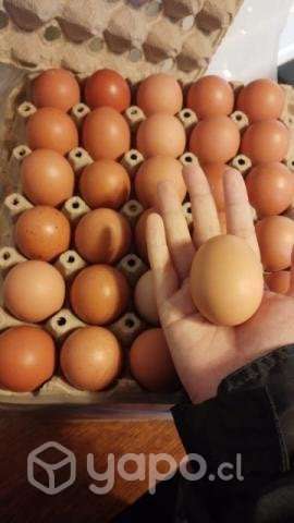 Huevos - Imagen 3