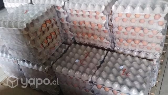 Huevos