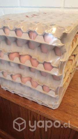 Huevos - Imagen 2