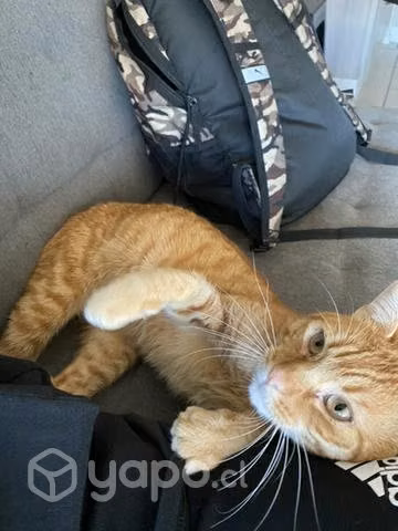 Se regala gatito macho - Imagen 3
