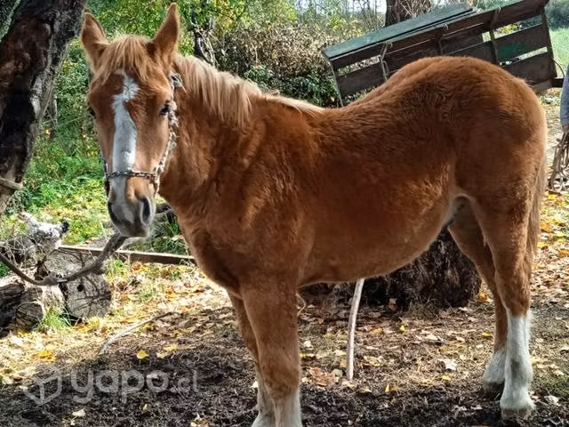 Potrillo pelcheron - Imagen 5