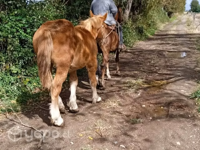 Potrillo pelcheron - Imagen 4