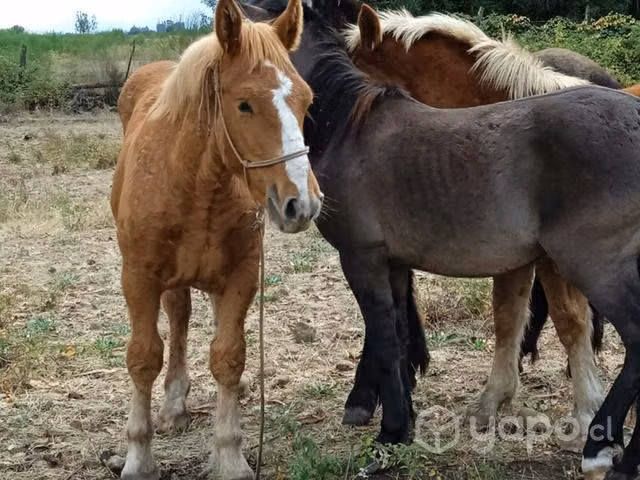 Potrillo pelcheron - Imagen 2