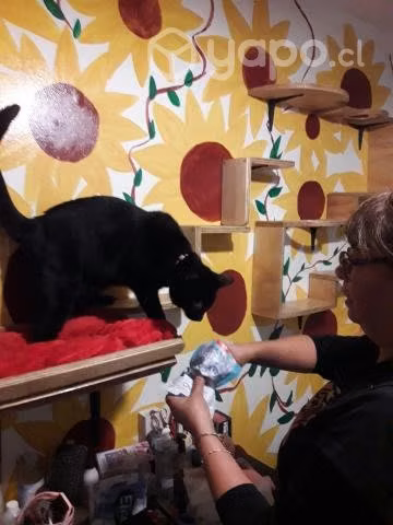 Gimnasio repisa gatitos - Imagen 2