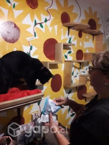Gimnasio repisa gatitos