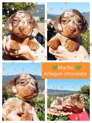 Cachorro salchicha