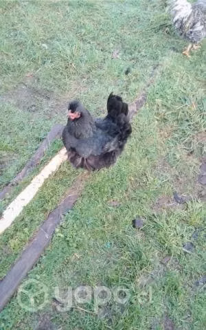Gallinas