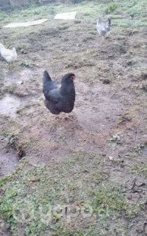 Gallinas