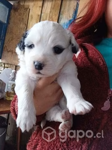 Se regalan perritos machos - Imagen 2