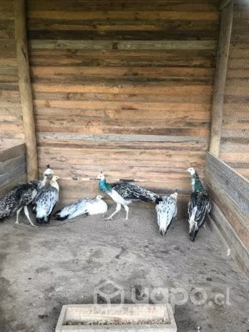 4 años Pavos Real - Imagen 4