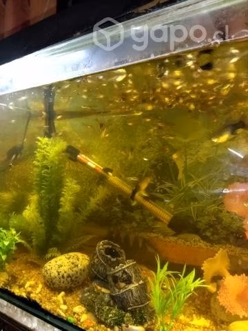 Guppys - Imagen 4