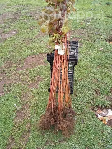 Plantas de frambuesas