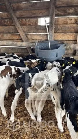 Terneros holstein