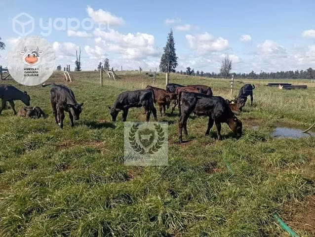 Terneros híbridos de angus