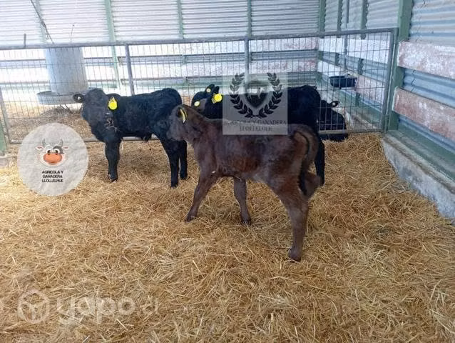 Terneros híbridos de angus