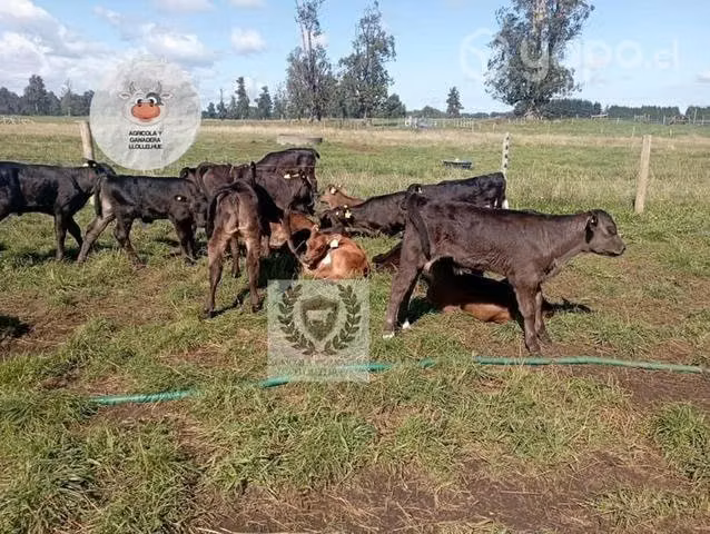 Terneros híbridos de angus