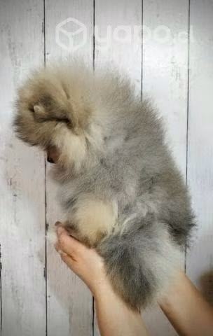 Pomerania - Imagen 2